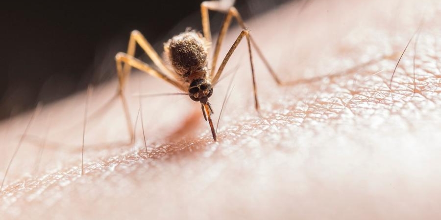 Kukaiņu aktivitātes laiks – kas jāzina par kodumiem un dzēlieniem?